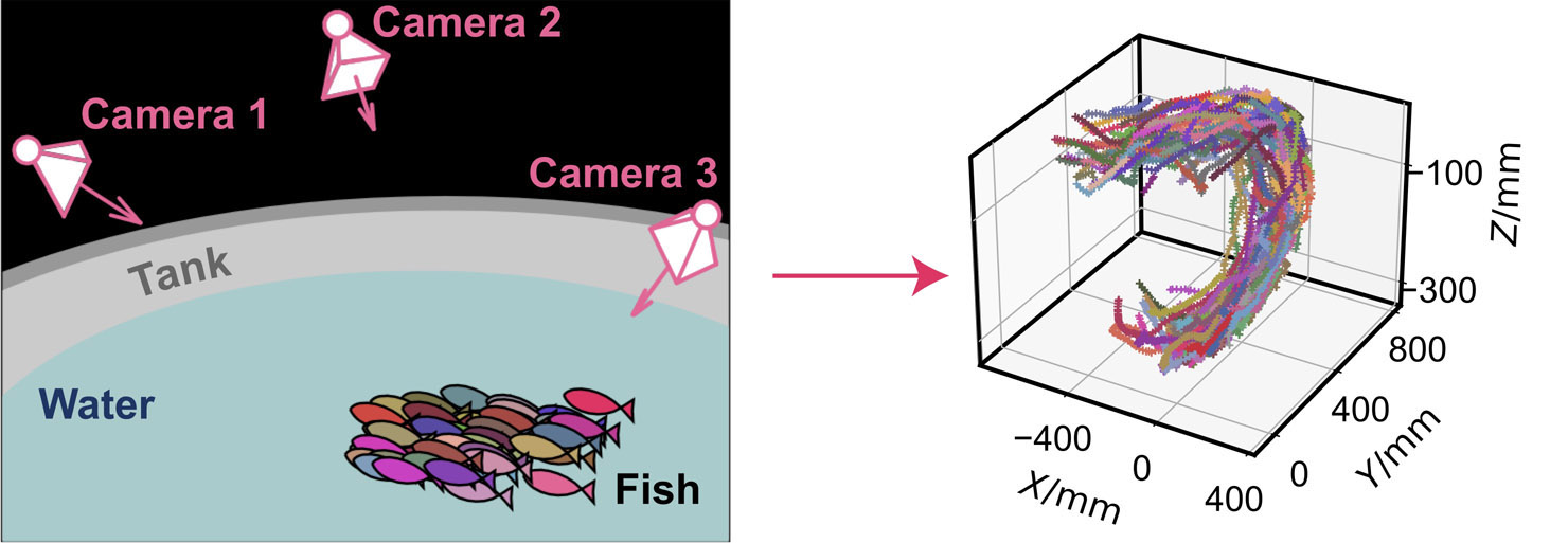 Zebrafish tracking